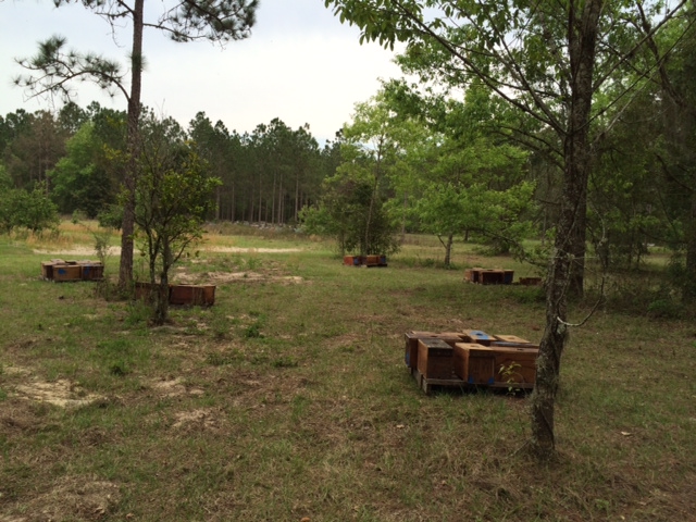 Establishing spring nucs in Florida