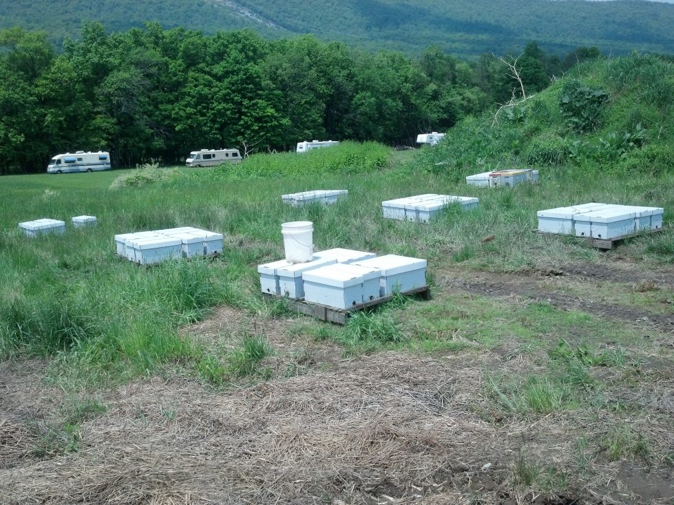 5 frame nucs in non-returnable boxes all ready for customers to pick up.