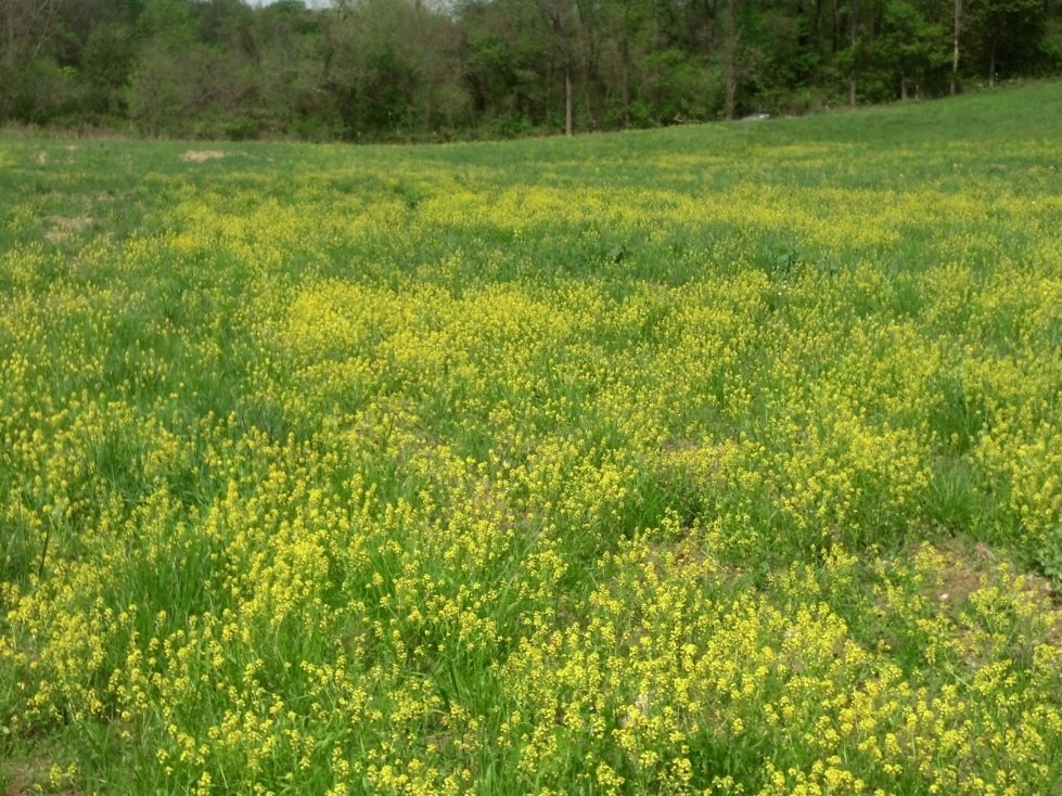 What a sight to have this mustard for the bees to forage.