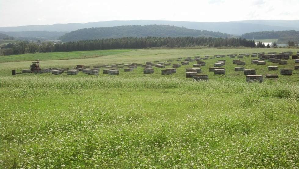 Several hundred colonies setting on the field of buckwheat.