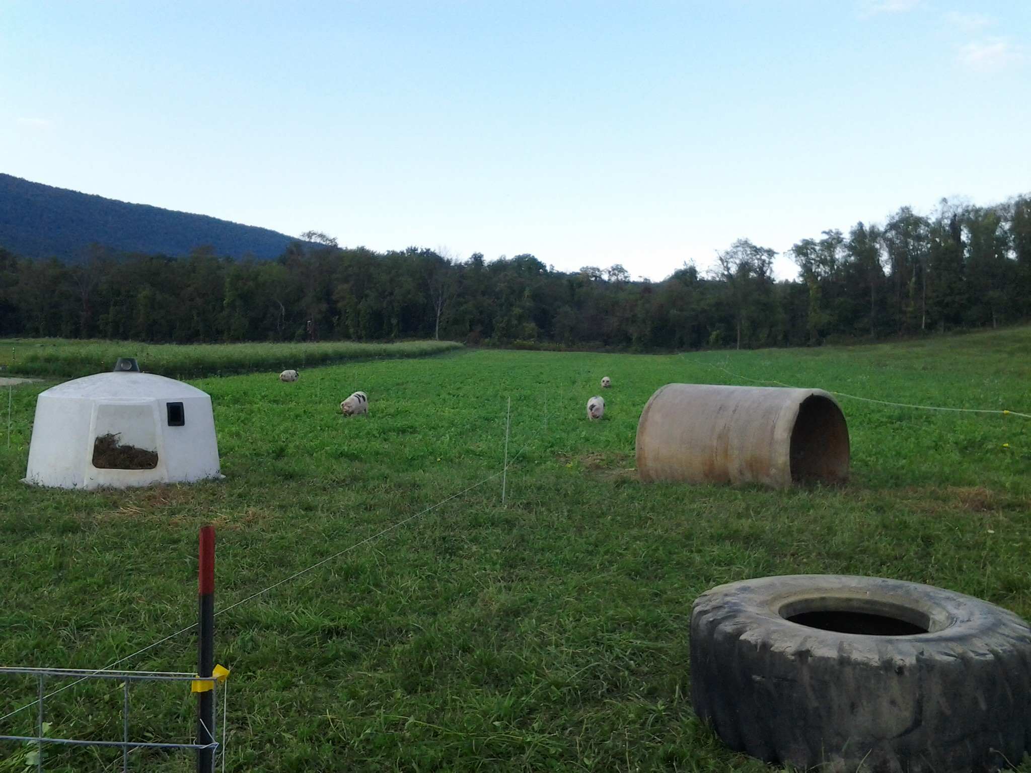 Feeding time!  Coming in from the pasture to get some treats.